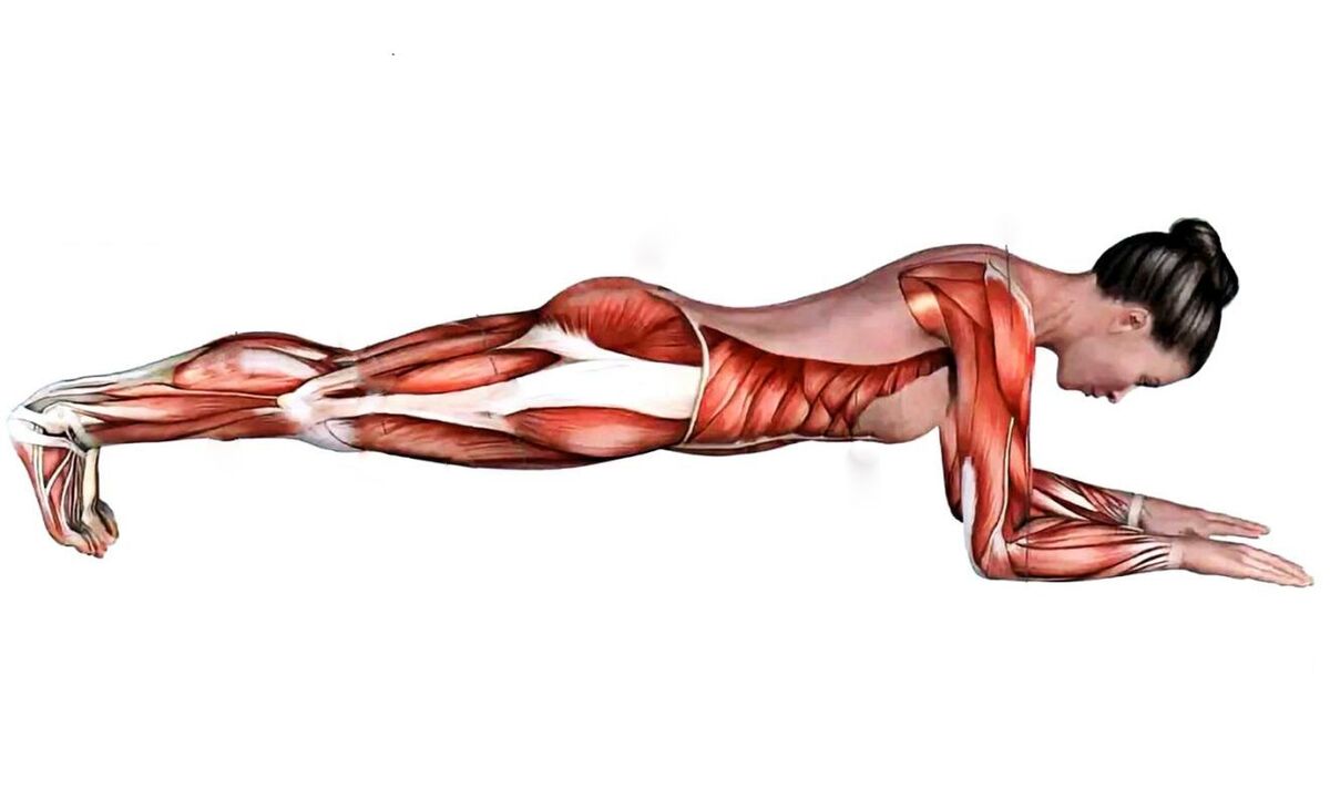 What muscles work when doing a plank